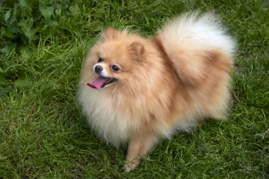 Yetişkin turuncu Pomeranian Spitz yeşil çim zemin üzerine