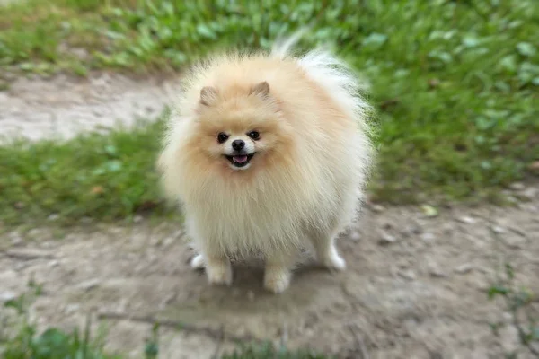 Adult Orange Pomeranian Spitz Walk — Stock Photo, Image