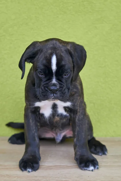 Kleine Ernsthafte Schwarze Mit Weißen Flecken Boxerwelpe Auf Grünem Hintergrund — Stockfoto