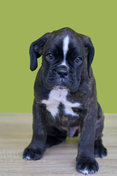 Pequeno Preto Com Manchas Brancas Ponte Nariz Pescoço Boxer Filhote — Fotografia de Stock