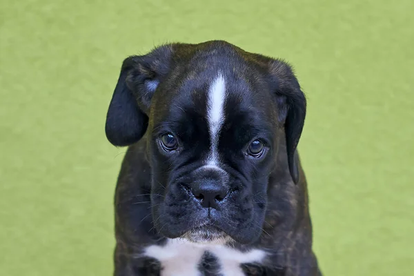 Pequeno Preto Com Manchas Brancas Ponte Nariz Pescoço Boxer Filhote — Fotografia de Stock