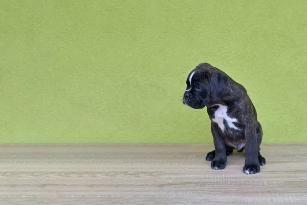 Small Black White Spots Nose Bridge Neck Boxer Puppy Looks — Stock Photo, Image