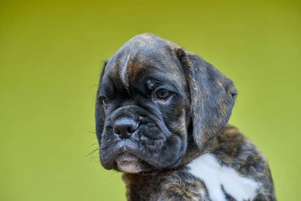 Pequeno Brindle Com Manchas Brancas Boxer Filhote Cachorro Fundo Verde — Fotografia de Stock