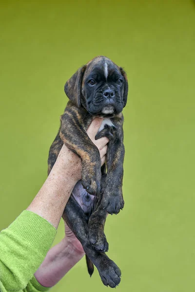 Gestromt Mit Weißen Flecken Boxerwelpe Auf Menschenhand Auf Grünem Hintergrund — Stockfoto