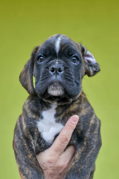 Brindle Com Manchas Brancas Boxer Filhote Cachorro Mão Humana Fundo — Fotografia de Stock