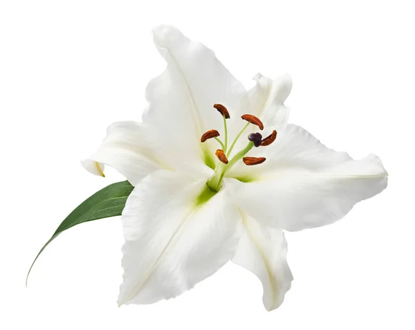 Flower white lily isolated on white background.