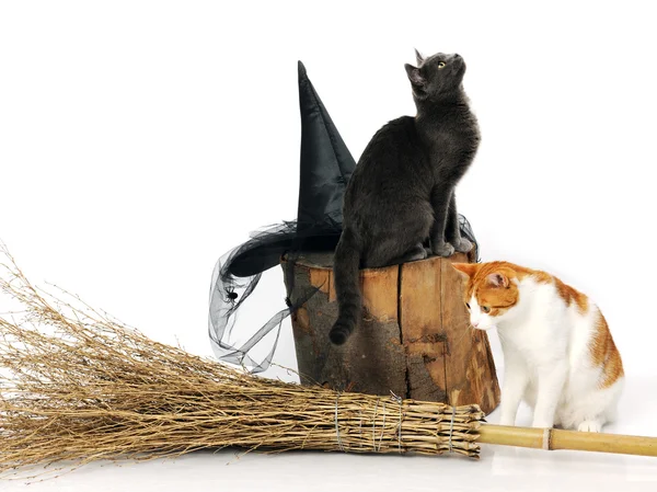 Cats with witch accessories — Φωτογραφία Αρχείου