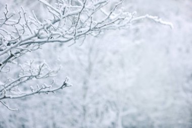 güzel kış arka plan