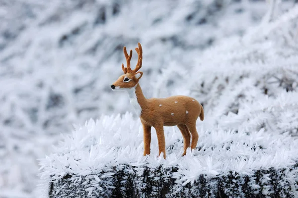 Small deer in frozen forest — Stock Photo, Image