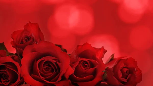 Beautiful red roses — Stock Photo, Image