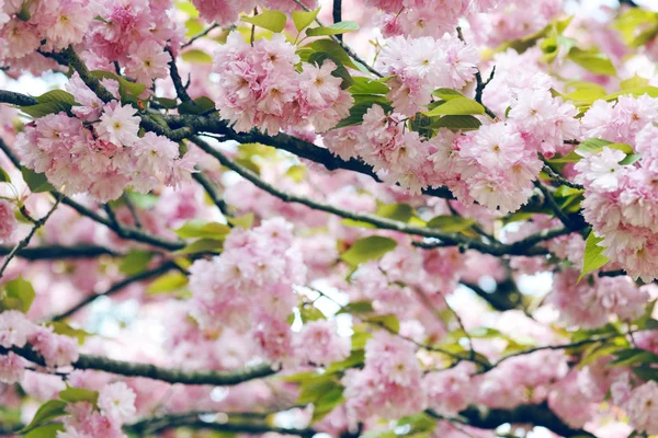 Bella fioritura ciliegio — Foto Stock