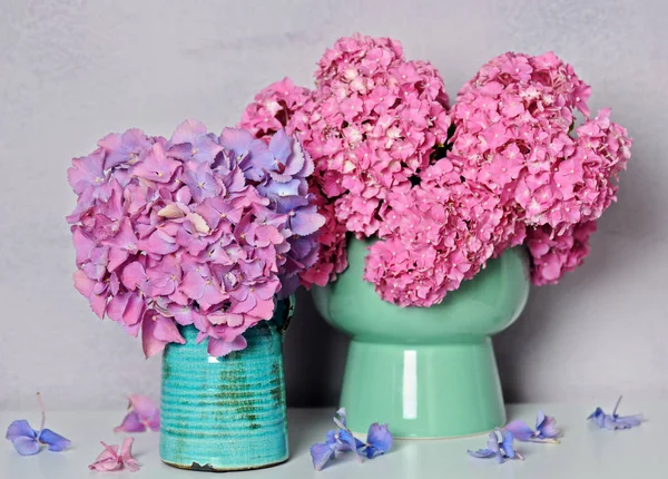 Gyönyörű Hydrangea virágok — Stock Fotó