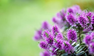 güzel veronica çiçekler