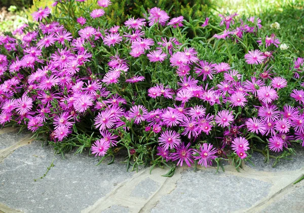 Gyönyörű delosperma virágok — Stock Fotó
