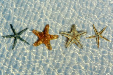 su altında güzel starfishes