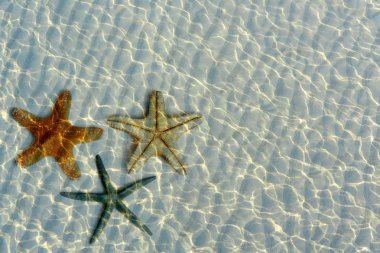 su altında güzel starfishes