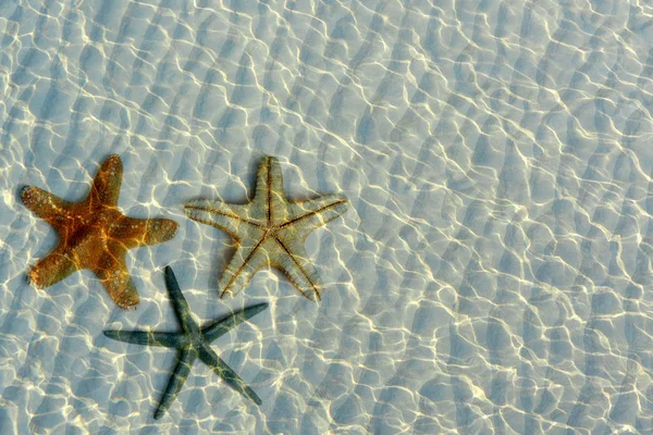 Belas estrelas do mar sob a água — Fotografia de Stock