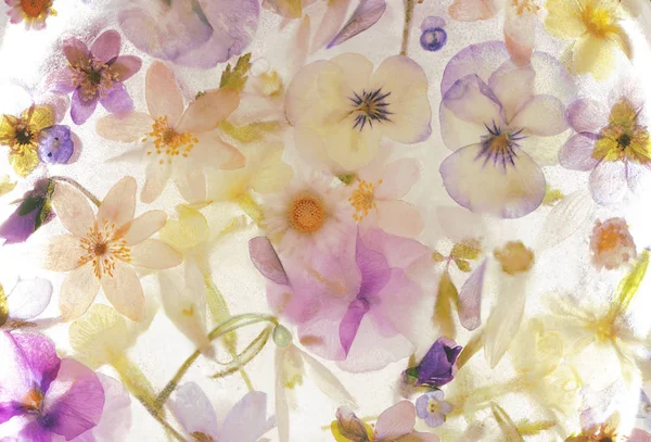 Krásný, zmrazené květiny — Stock fotografie