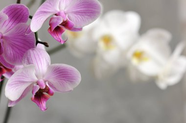 pembe ve beyaz orkide