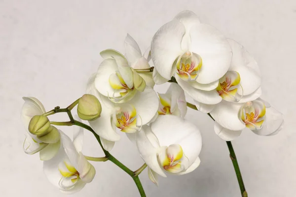 Vackra vita orkidéer — Stockfoto