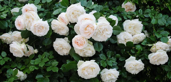 Climbing beautiful roses — Stock Photo, Image