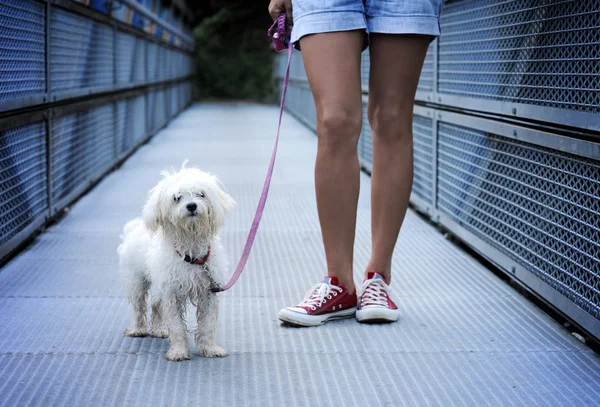 Bonito cão depois de longa caminhada — Fotografia de Stock