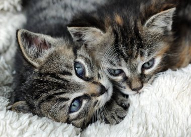 şirin Gri kedi