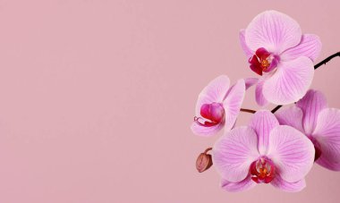 güzel pembe orkide