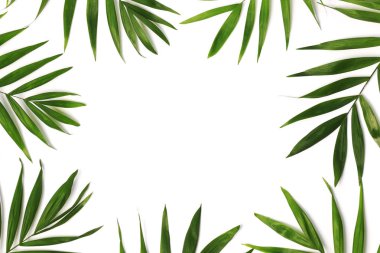 güzel palmiye yaprakları