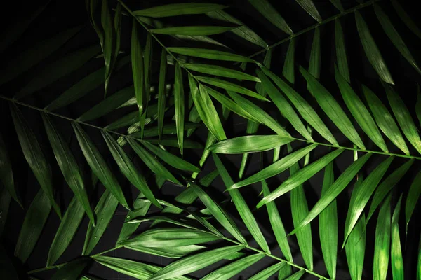 Mooie palmbladeren — Stockfoto