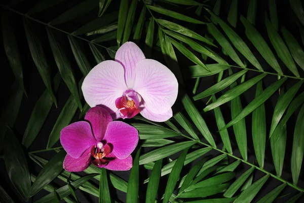 Blomsterarrangemang med orkidéer — Stockfoto