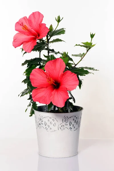 Kruka med hibiscus — Stockfoto