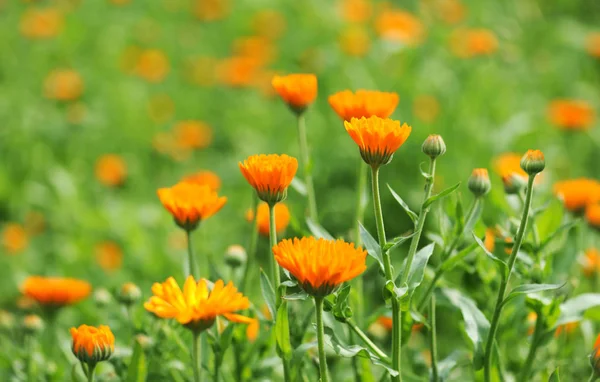 Field of calendula — Stock Photo, Image