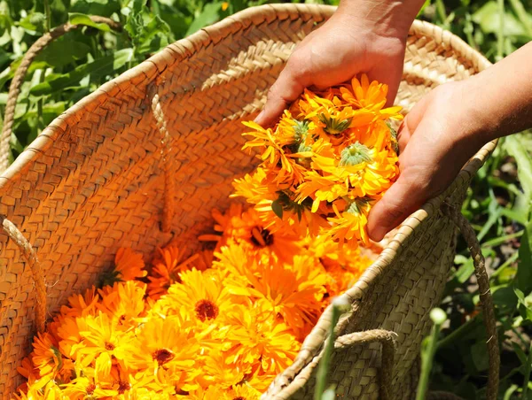 Harvesting calendula flowers — Stock Photo, Image
