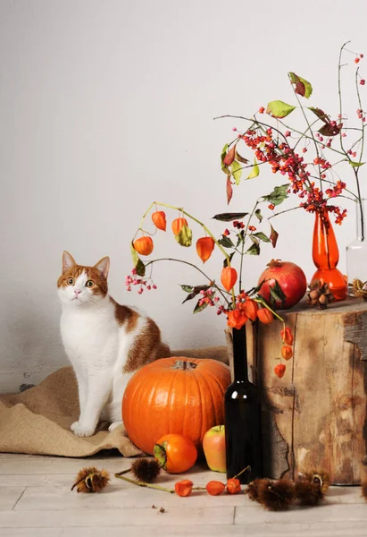 猫と秋の組成 — ストック写真