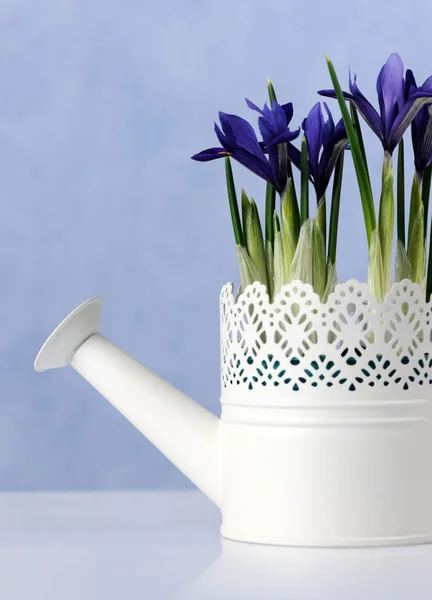 Watering Can Spring Blue Irises — Stock Photo, Image