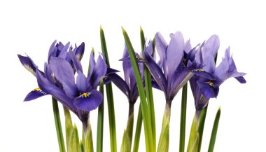 Beyaz arka plan üzerinde küçük süsen