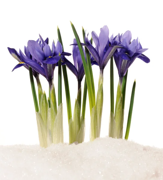 Small Irises Snow — Stock Photo, Image