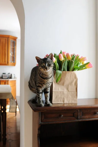 Αστεία Γάτα Κάθεται Κοντά Χάρτινη Σακούλα Τουλίπες — Φωτογραφία Αρχείου
