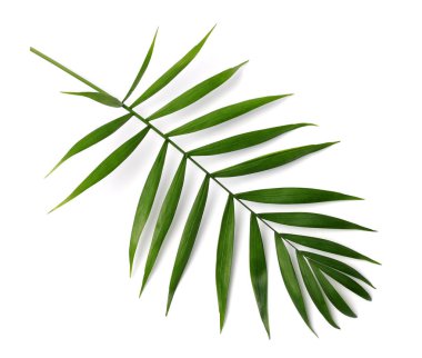 beyaz zemin üzerinde bir palmiye ağacının dalını