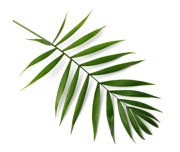 Branch Palm Tree White Background — Stock Photo, Image