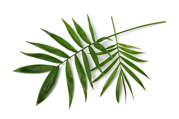 Branches Palm Tree — Stock Photo, Image