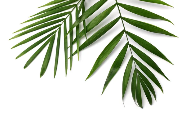 Palm Leaves White Background — Stock Photo, Image