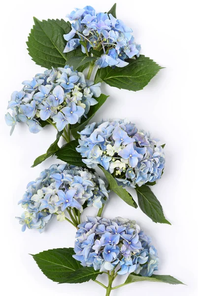 美丽的蓝色绣球花 — 图库照片