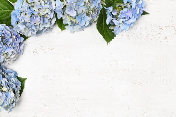 Beautiful blue hydrangea — Stock Photo, Image