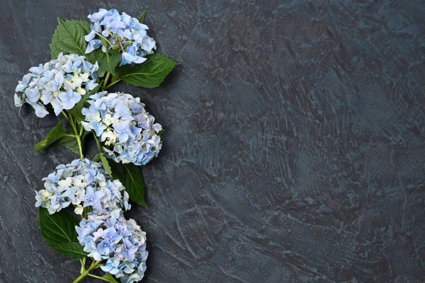 Beautiful blue hydrangea — Stock Photo, Image