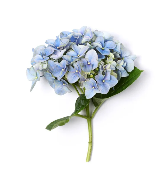 Blauwe hortensia close up — Stockfoto