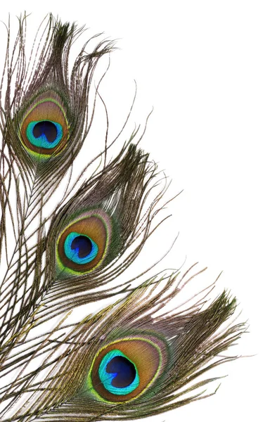 Beautiful peacock feathers — Stock Photo, Image