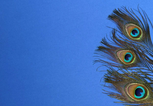 Beautiful peacock feathers — Stock Photo, Image