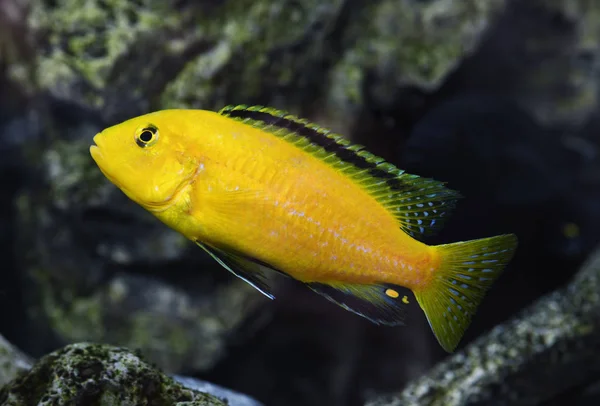 Labidochromis caeruleus — Stock Photo, Image